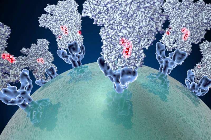 Electron microscopy captures snapshot of structure coronaviruses use to enter cells
