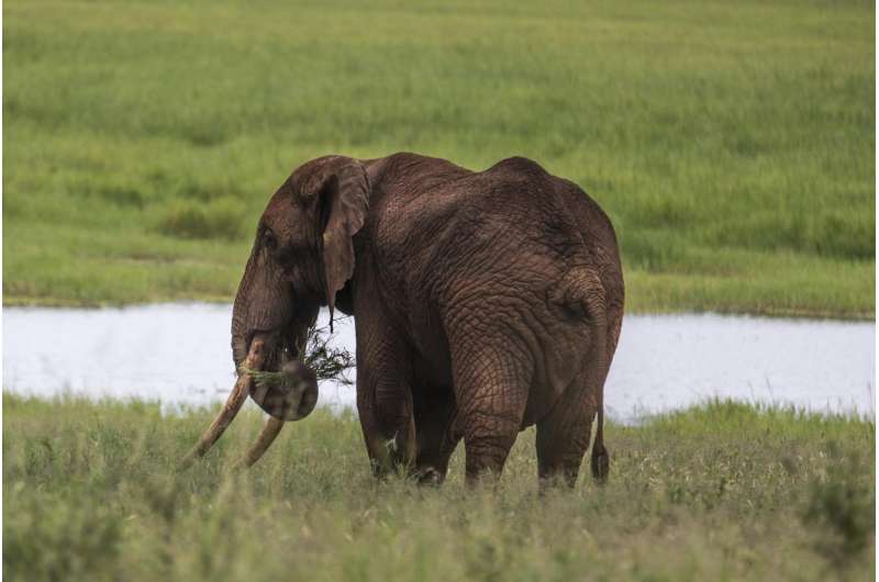 Elephant poaching costs African economies $25 million per year in lost tourism revenue
