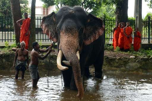 Elephants are considered sacred and are protected by law in Sri Lanka, but a Buddhist monk and a judge are among dozens under in