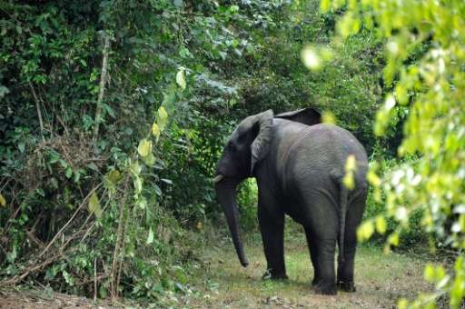 Elephants live in the Mount Peko national park in the Ivory Coast's west, a 34,000 hectare (131 square mile) area threatened by 
