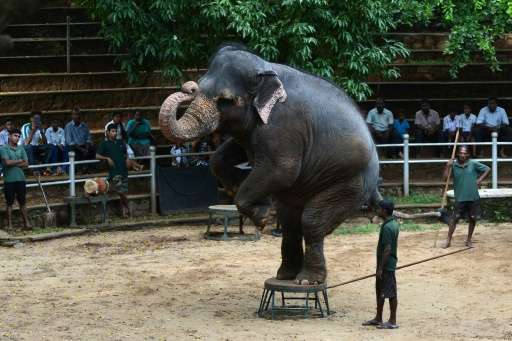 Elephants perform a routine at the zoo in Dehiwala near Colombo, Sri Lanka, where an illegal trade in baby elephants is being fe