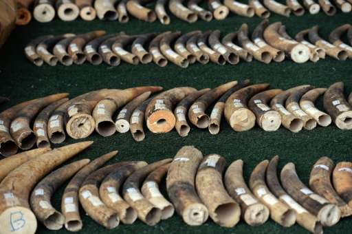 Elephant tusks are displayed by wildlife officials after more than 700 kilogrammes of ivory items were seized on the island of K