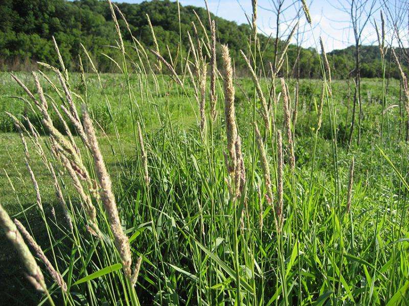 Elevated carbon dioxide suppresses dominant plant species in a mixed-grass prairie