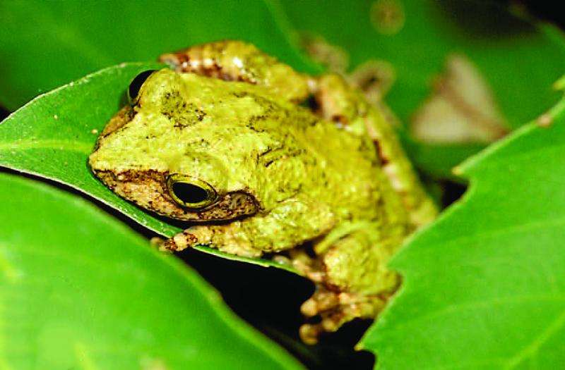 Emerald and gold: Two new precious-eyed endemic tree frog species from Taiwan