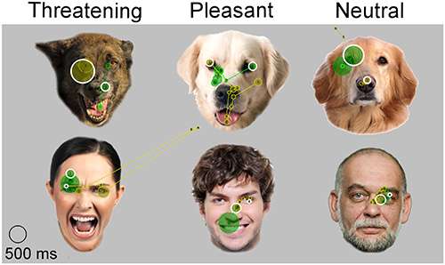 Emotions matter—dogs view facial expressions differently