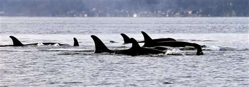 Endangered Puget Sound orcas to get personal health records