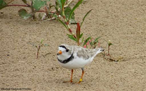 Endangered shorebird nests in NY; first time in over 30 years