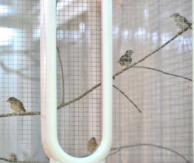 Endangered songbirds prefer a Dyson fan