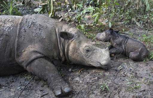 Endangered Sumatran rhino gives birth in Indonesia