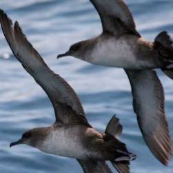 Ending with discards can speed up the mortality of endangered marine birds in the Mediterranean