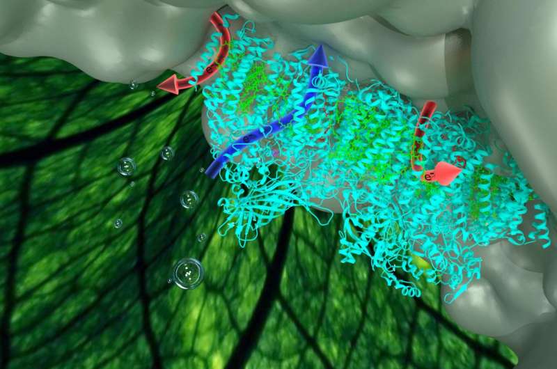 Energy hijacking pathway found within photosynthesis