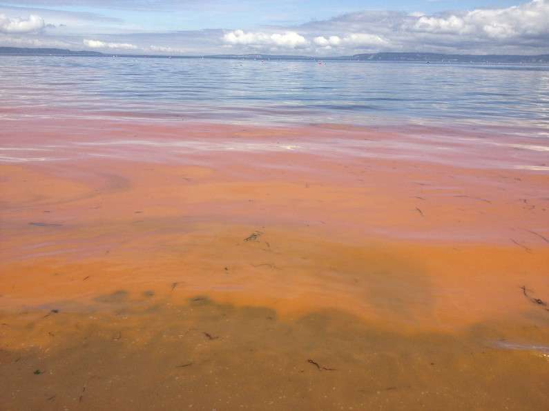 Engineers discover how seawater salts affect coastal algae, good and bad