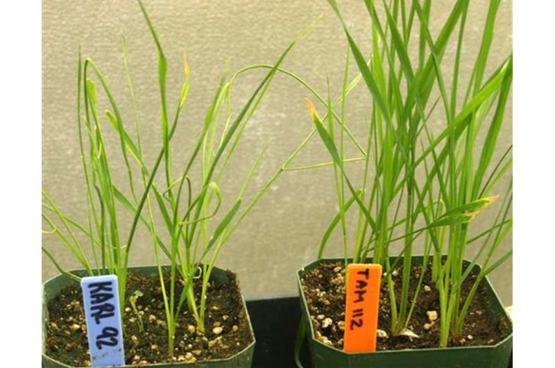 Enhanced wheat curl mite control found in genes