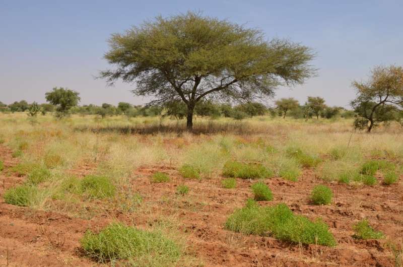 ENSO threatens food supply in southern Africa