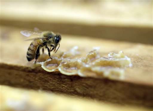 EPA says pesticide harms bees in some case