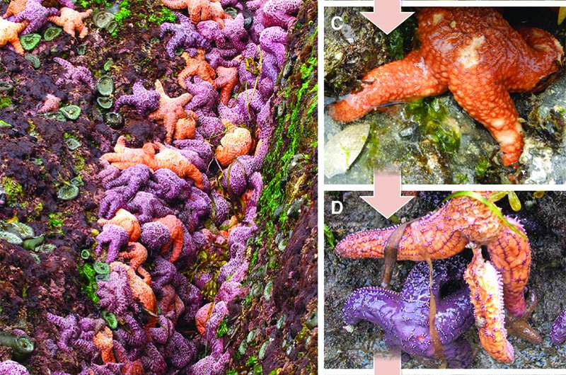 Epidemics, warming oceans rock lobster, sea star populations