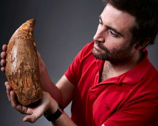 Erich Fitzgerald, a paleontologist at the Museum Victoria, holds an extinct sperm whale tooth found on a beach near Melbourne