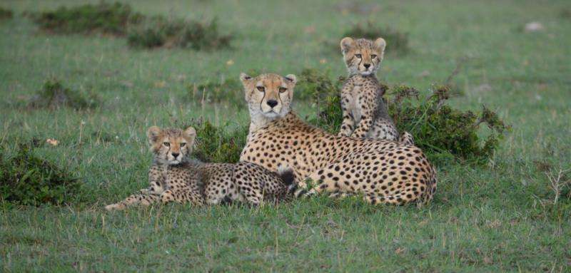 Estimates of cheetah numbers are 'guesswork', say researchers