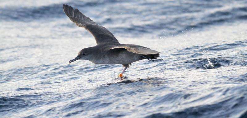 Europe's rarest seabird 'could be extinct within 60 years'