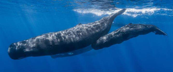 'Eve' and descendants shape global sperm whale population structure