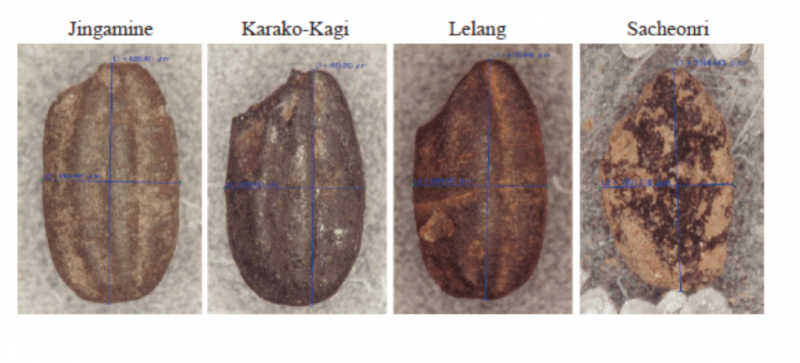 Every grain of rice: Ancient rice DNA data provides new view of domestication history