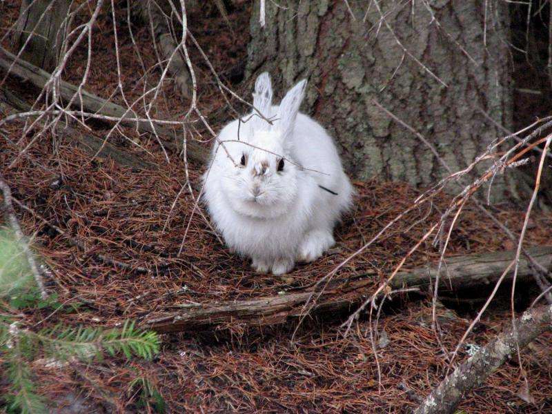 Evolutionary clock ticks for snowshoe hares facing climate change