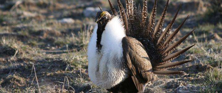 Excess wildfire, cheatgrass affecting sage-grouse—targeted actions needed
