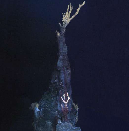Exciting new creatures discovered on ocean floor
