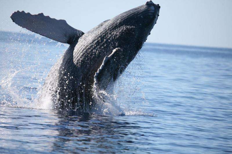 Exercise helps young baleen whales develop ability to store oxygen for extended dives