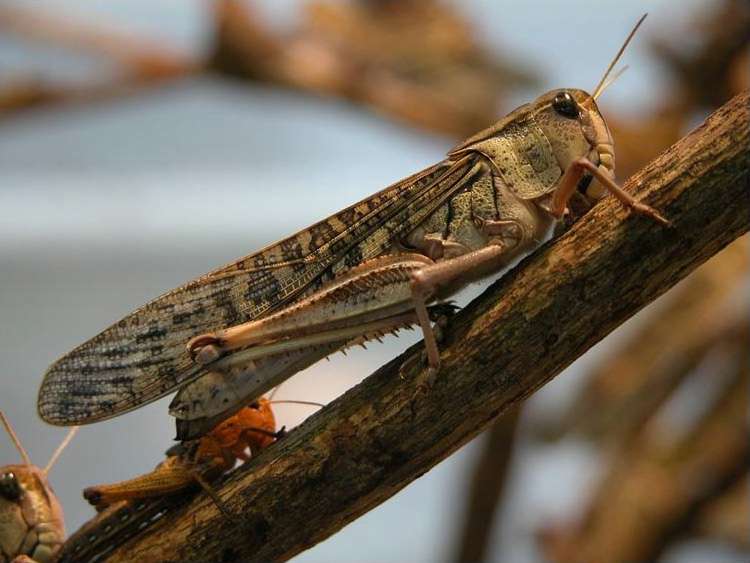 Expanded the available genetic information about the migratory locust