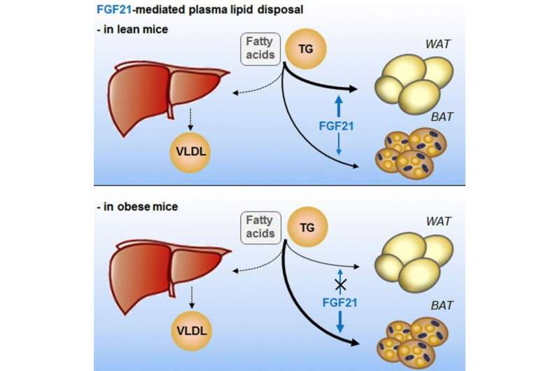 Expanded understanding of promising blood fat-lowering protein