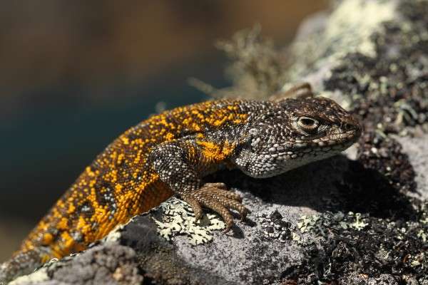 Expedition scientists in Bolivia discover 7 animal species in world’s most biodiverse protected area
