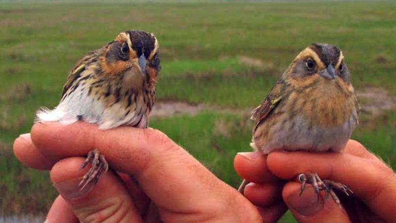 Expert recommends local habitat protection to save Saltmarsh Sparrows