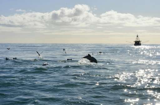 Experts estimate that only 42 Maui's dolphin are left, with perhaps a quarter of those comprising breeding age females