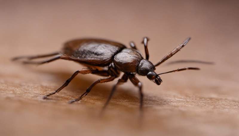 Expert warns of new tick-borne disease