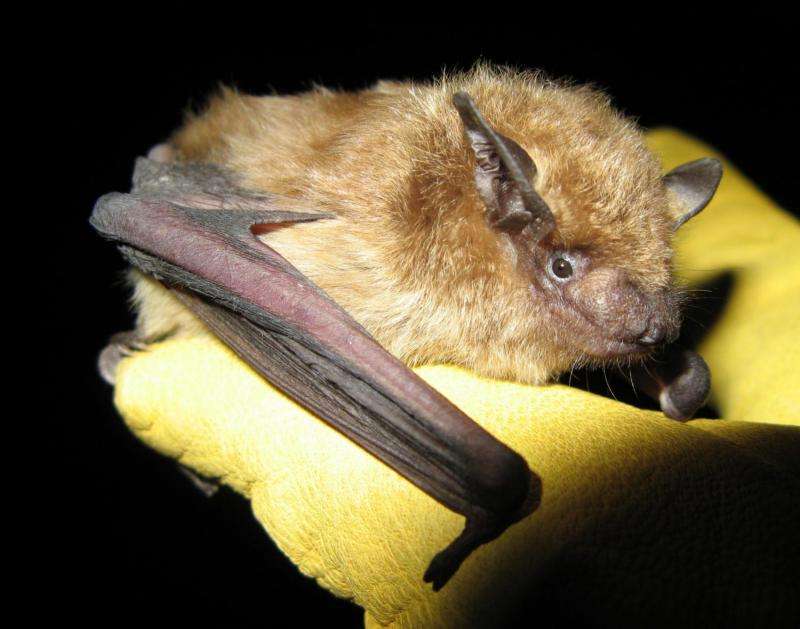 Explaining species differences in bat mortality from white-nose syndrome