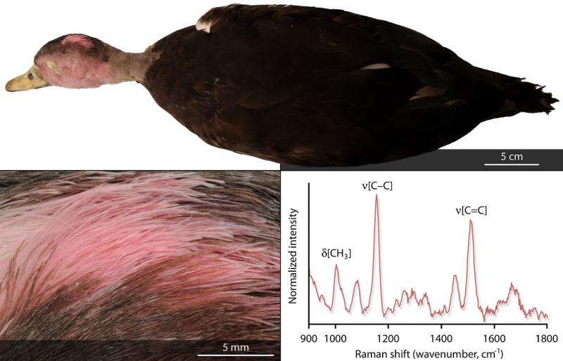 Extinct pink-headed duck derived its unique color from carotenoids