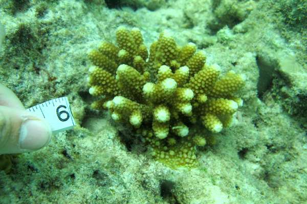"Extreme" corals could hold key to species survival