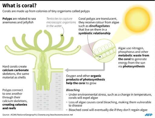 Factfile on corals and coral bleaching.