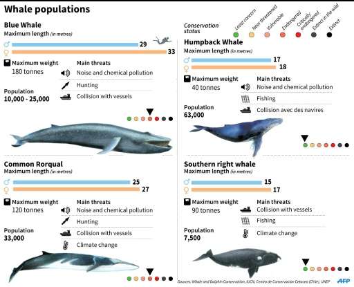 Factfile on different species of whales ahead of this week's meeting of the International Whaling Commission