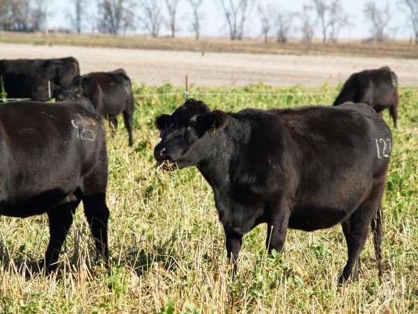Fall cover crops for livestock grazing may improve soil health, protect environment