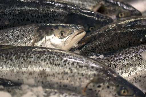 Farmed salmon at a supermarket on December 21, 2012 at the Kremlin-Bicetre, France