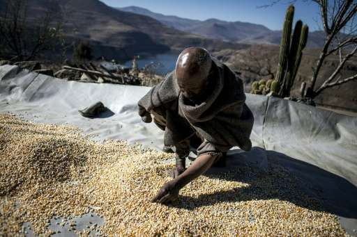 Farmer Mohlakoana Molise sorts through his last yield of maize