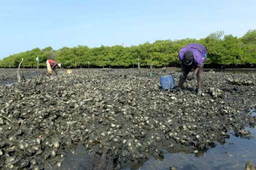 Farmers collect oysters from Joal mangrove in western Senegal