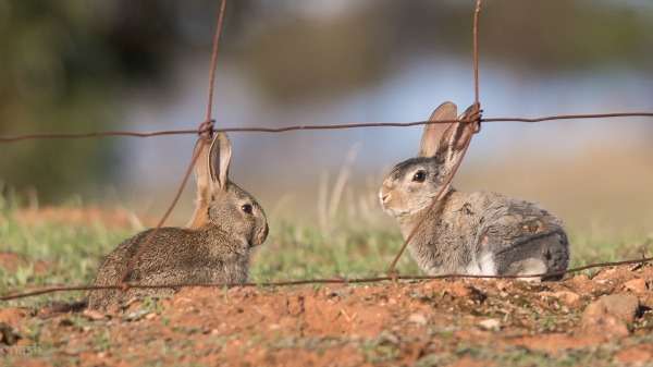 Farmers to benefit from revitalised rabbit control method