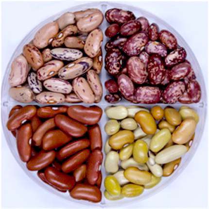 Fast-cooking dry beans provide more protein, iron than 'slower' varieties