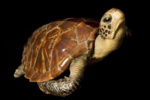 Fate of turtles and tortoises affected more by habitat than temperature