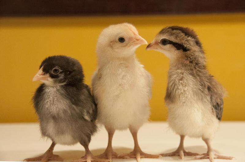 Fearful chickens and worried mice: Shared genetic influences on anxiety