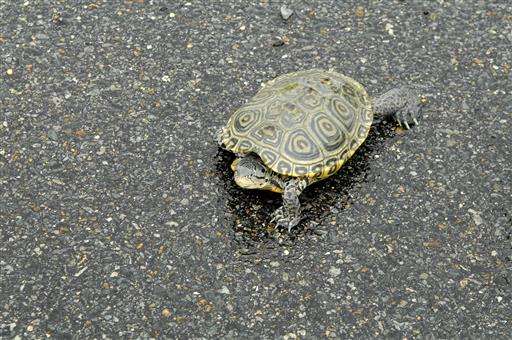 Fear the turtle: Terrapins disrupt planes at New York's JFK