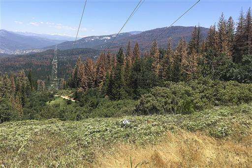 Feds: Drought kills 66 million trees in California's Sierra